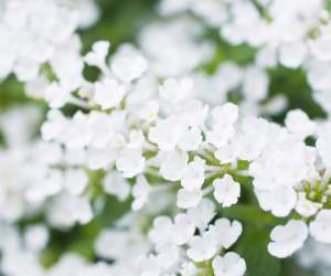 White Flowers Wallpapers