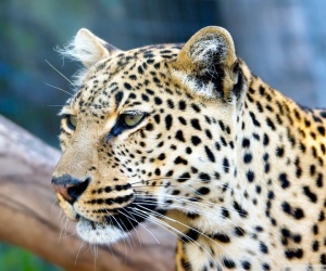 Leopard Wallpapers