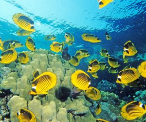 Fish HD Wallpapers