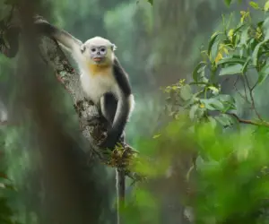 Monkey HD Wallpapers