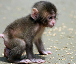 Monkey HD Wallpapers