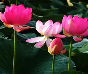 Lotus Flower HD Wallpapers