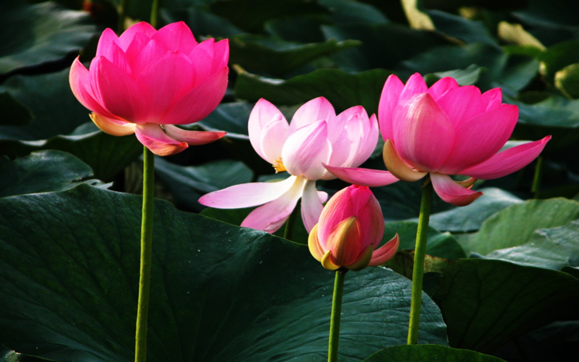 Lotus Flower HD Wallpapers