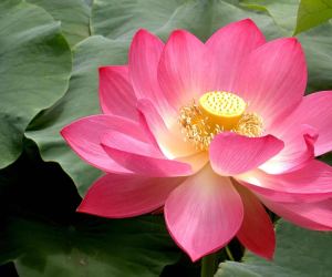 Lotus Flower HD Wallpapers