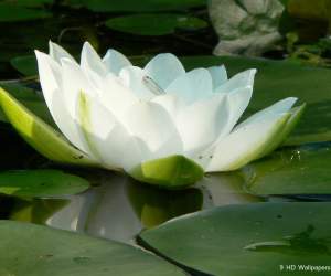 Lotus Flower HD Wallpapers