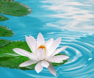 Lotus Flower HD Wallpapers