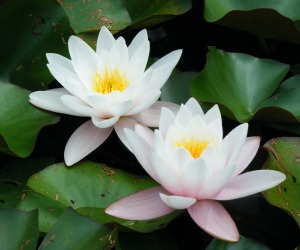 Lotus Flower HD Wallpapers