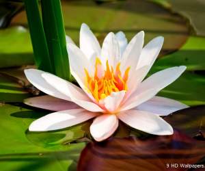 Lotus Flower HD Wallpapers