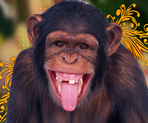 Monkey HD Wallpapers