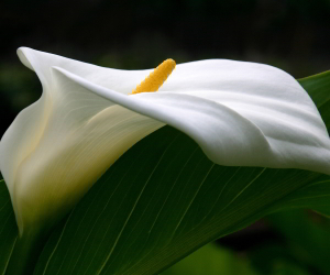 Calla Lily HD Wallpapers