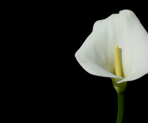 Calla Lily HD Wallpapers