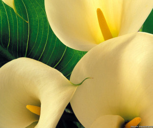 Calla Lily HD Wallpapers