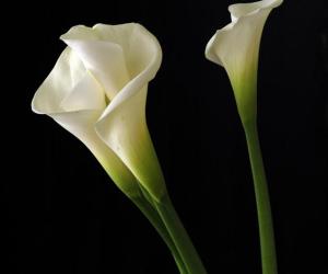 Calla Lily HD Wallpapers