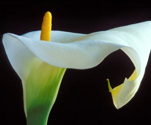 Calla Lily HD Wallpapers