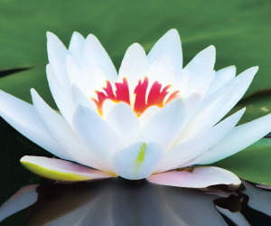 Lotus Flower HD Wallpapers