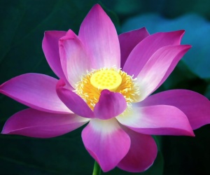 Lotus Flower HD Wallpapers