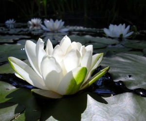 Lotus Flower HD Wallpapers