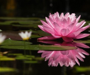 Lotus Flower HD Wallpapers