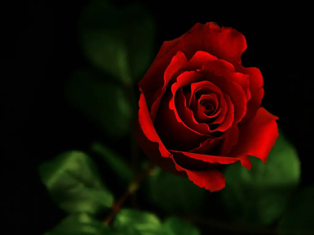 35 Gambar Black Background Red Rose Hd Wallpaper terbaru 2020