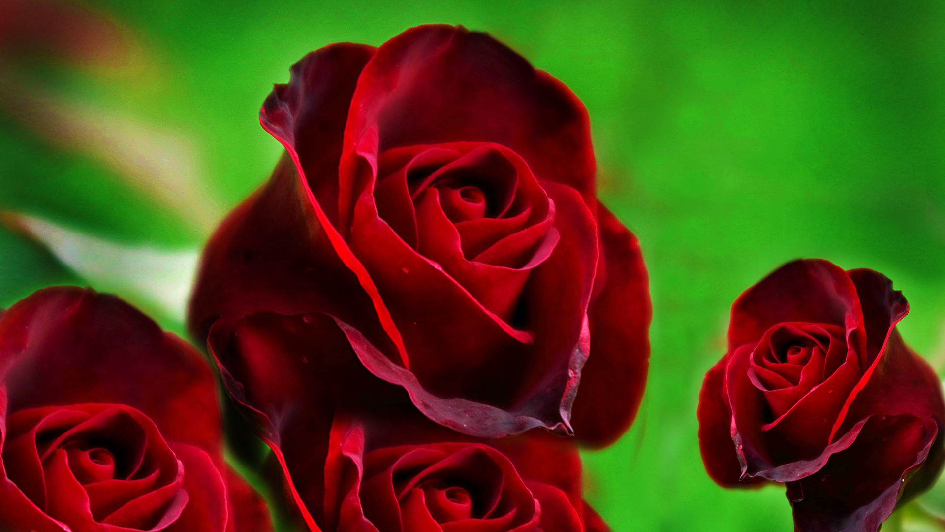 Red Rose HD Wallpapers - Page 14453 - Movie HD Wallpapers