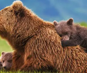 Bears 2014 Disney Movie