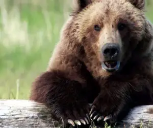 Bears 2014 Disney Movie Pics