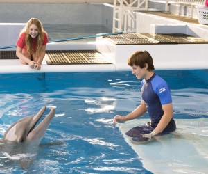 Dolphin Tale 2 Desktop Wallpapers